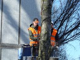 Poky Tree Pros Image